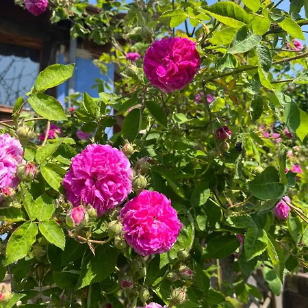 Le Saint Michel Prázdninový dům *